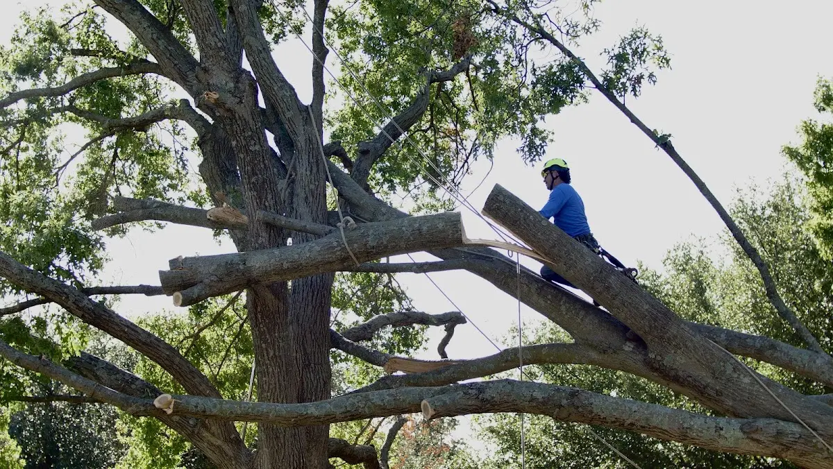 Professional Crown Thinning performed by certified arborists in Scribner